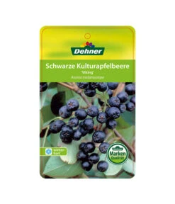 Apfelbeere, Aronia 'Viking' -Pflanzenbedarf Geschäft 00000000 Aronia melanocarpa Viking 2016 1