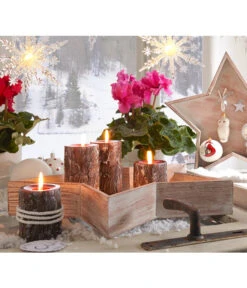 Alpenveilchen, Gefranst -Pflanzenbedarf Geschäft 20150914 WE MO 023 Weihnachtsshooting 2015