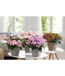 Hortensie - Hydrangea Macrophylla 'Tiffany' -Pflanzenbedarf Geschäft 20180522 PR MO 002 HortensienPremium