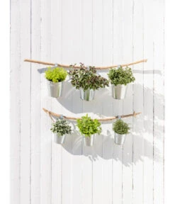 Dehner Gourmet Garten Strauchbasilikum 'Magic Blue' 11 Dehner Gourmet Garten Strauchbasilikum 'Magic Blue' -Pflanzenbedarf Geschäft 20181011 PR MO 003 Kraeuter 04