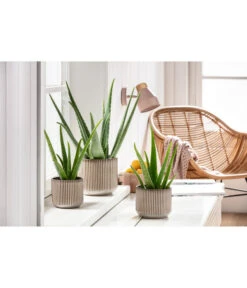 Echte Aloe-Set - Aloe Vera 8 Echte Aloe-Set - Aloe Vera -Pflanzenbedarf Geschäft 201904010 PR MO 01 Aloe GC15