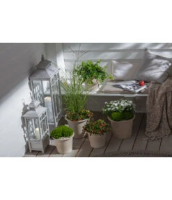 Efeu, Grün -Pflanzenbedarf Geschäft 20190920 PR MO 002 Herbststart Skimmia GC 18 2020