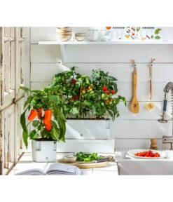 Pick-a-Tom® Cocktailtomate Mit Früchten, Rot -Pflanzenbedarf Geschäft 20200604 WE MO 001 IndoorTomatePaprika 2021 GC11