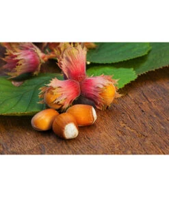 Dehner Haselnuss 'Rote Zellernuss' -Pflanzenbedarf Geschäft 20200701 PR MO RoteZellernuss 32927418 123rf