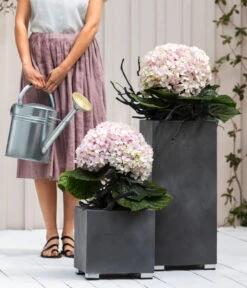 Bauern-Hortensie 'Avantgarde', Blau -Pflanzenbedarf Geschäft 20210415 7220155 WE MO 001 HortensieAvantgarde BL08 2022 04