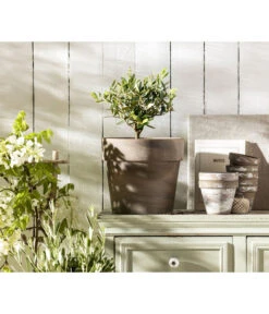 Olive, Busch -Pflanzenbedarf Geschäft 20210421 PR MO 001 Olive Obstkonzept 2022