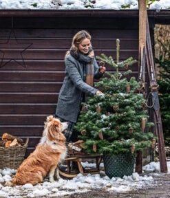 Nordmann-Tanne, Ca. 125-150 Cm, Im Topf Gewachsen 6 Nordmann-Tanne, Ca. 125-150 Cm, Im Topf Gewachsen -Pflanzenbedarf Geschäft 20211215 8995946 8995706 8995953 WE MO 001 TannenbaumTopf