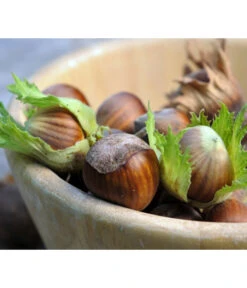 Haselnuss 'Hallesche Riesen' -Pflanzenbedarf Geschäft 20220610 7662943 WE MO 123rf 80250141 l Haselnuess