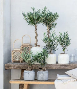 Olive, Stamm, In Keramik, Ca. Ø17/H90 Cm 9 Olive, Stamm, In Keramik, Ca. Ø17/H90 Cm -Pflanzenbedarf Geschäft 20221005 WE MO 002 Olivenarrangement GC05 2023