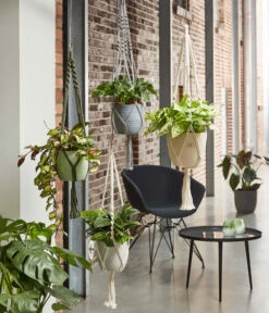 Dehner Makramee-Ampel -Pflanzenbedarf Geschäft 2061968 4409132 WE MO 001 AmpelMakramee