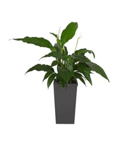 Dehner Kunststoff-Topf Elise, Konisch, Matt, Inkl. Bewässerungsystem 11 Dehner Kunststoff-Topf Elise, Konisch, Matt, Inkl. Bewässerungsystem -Pflanzenbedarf Geschäft 2539518 PR MO 001 KunststoffTopfEliseAnthrazitBepflanztDehnerExpressHerzig