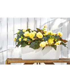 Dehner Kunststoff-Flechtkasten Dallas, Rechteckig -Pflanzenbedarf Geschäft 2889723 WE MO 001 DehnerKunststoffFlechtkastenWeissBlumenkasten