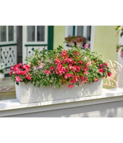 Dehner Kunststoff-Flechtkasten Dallas, Rechteckig -Pflanzenbedarf Geschäft 2889822 2889723 WE MO 003 DehnerKunststoffFlechtkastenweiss