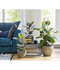 Dehner Keramik-Übertopf Kenia, Konisch, Braun 9 Dehner Keramik-Übertopf Kenia, Konisch, Braun -Pflanzenbedarf Geschäft 2906469 WE MO 001 TopfKeniaBraun