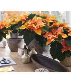 Dehner Keramik-Übertopf Kenia, Konisch, Braun 10 Dehner Keramik-Übertopf Kenia, Konisch, Braun -Pflanzenbedarf Geschäft 2938934 WE MO 001 UebertopfKeniaBraun