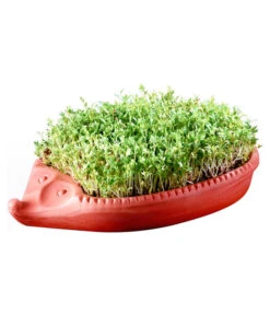 Pflanzenbedarf Geschäft -Pflanzenbedarf Geschäft 349993 BildM 001 RoemertopfKresseigelMitKresseSaatgutKresseIgel1SamenTerra