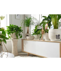 Dehner Keramik-Übertopf Rustika, Bauchig, Creme -Pflanzenbedarf Geschäft 3622503 PR MO 002 KeramikTopfRustikaCreme