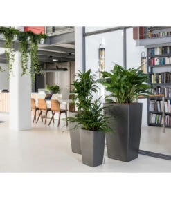 LECHUZA® CUBICO Premium, All-in-One-Set 11 LECHUZA® CUBICO Premium, All-in-One-Set -Pflanzenbedarf Geschäft 3683828 3683893 5495460 WE MO 005 CubicoPremiumAnthrazit