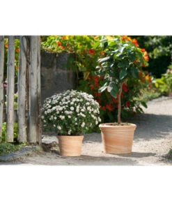 Spang Terrakotta-Topf Toscana, Rund -Pflanzenbedarf Geschäft 3697612 WE MO 001 TerrakottaTopfToscanaBlumentopf