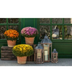 Spang Terrakotta-Topf Toscana, Rund -Pflanzenbedarf Geschäft 3697612 WE MO 003 TerrakottaTopfToscana