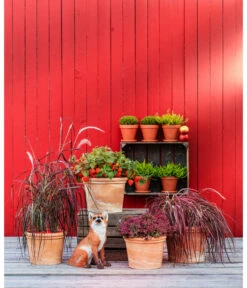 Spang Terrakotta-Topf Toscana, Rund -Pflanzenbedarf Geschäft 3697612 WE MO 004 TerrakottaTopfToscanarund