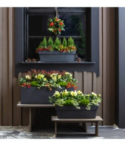 Efeu, Verschiedene Sorten -Pflanzenbedarf Geschäft 3940764 PR MO 001 KunststoffKastenKubus