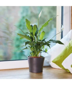 Seramis Pflanz-Granulat Für Zimmerpflanzen -Pflanzenbedarf Geschäft 394643 WE MO 004 SeramisPflanzgranulat 394650 394668 396721