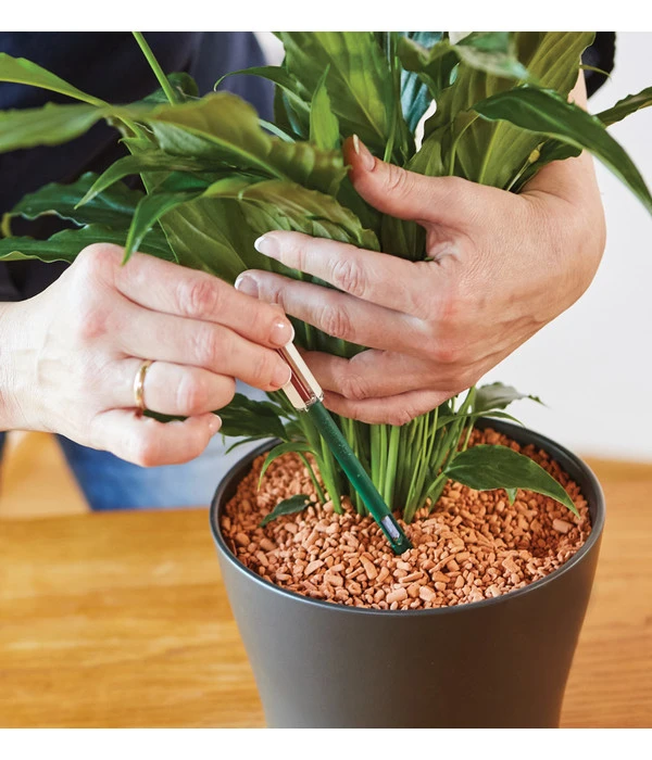 Seramis Gießanzeiger 7 Seramis Gießanzeiger – Bild 5