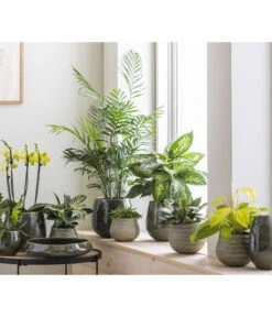 Dehner Keramik-Vase Linn, Bauchig, Dunkelgrün -Pflanzenbedarf Geschäft 4100160 WE MO 001 SerieLinnGruenStruktur12cm