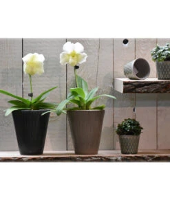 Dehner Keramik-Übertopf Elliot, Konisch, Ca. Ø14 Cm -Pflanzenbedarf Geschäft 4103321 PR MO 001 4103313 4057022 OrchideentopfElliotTaupeGranitTopfLisaMiniGruen