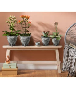 Kalanchoe - Kalanchoe Humilis 'Desert Surprise' 9 Kalanchoe - Kalanchoe Humilis 'Desert Surprise' -Pflanzenbedarf Geschäft 4118931 8238719 WE MO 001 TopfKalanchoeAnthrazit