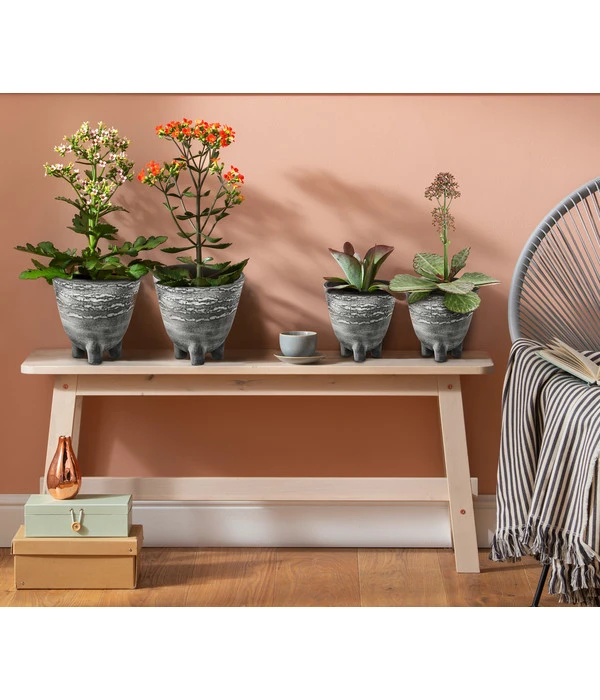 Kalanchoe - Kalanchoe Humilis 'Desert Surprise' 6 Kalanchoe - Kalanchoe Humilis 'Desert Surprise' – Bild 4