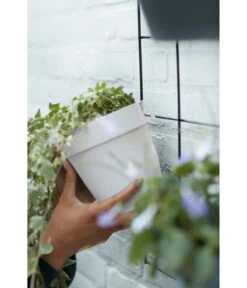 Elho Metall-Wandgitter Für Töpfe Loft Urban Green Wall Gestell, Ca. B47,3/H59/T1,5 Cm, Schwarz 34 Elho Metall-Wandgitter Für Töpfe Loft Urban Green Wall Gestell, Ca. B47,3/H59/T1,5 Cm, Schwarz -Pflanzenbedarf Geschäft 4315917 4315677 WE MO 002 elhoMetallWandgitterWandhaengetopf