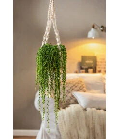 Dehner Makramee-Ampel -Pflanzenbedarf Geschäft 4409132 PR MO 003 AmpelnFreshMakramee