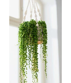 Dehner Makramee-Ampel -Pflanzenbedarf Geschäft 4409132 PR MO 004 AmpelnFreshMakramee 4408977 4408985