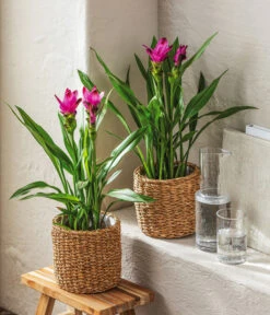 Indische Safranwurz - Curcuma Alismatifolia -Pflanzenbedarf Geschäft 4440293 WE MO 001 KorbSea