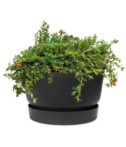 Elho Kunststoff-Schale Greenville, Ca. Ø33/H19,5 Cm 11 Elho Kunststoff-Schale Greenville, Ca. Ø33/H19,5 Cm -Pflanzenbedarf Geschäft 4474292 WE DE 001 elhoKunststoffSchaleGreenville