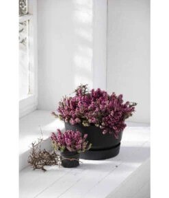 Elho Kunststoff-Schale Greenville, Ca. Ø33/H19,5 Cm 10 Elho Kunststoff-Schale Greenville, Ca. Ø33/H19,5 Cm -Pflanzenbedarf Geschäft 4474292 WE MO 003 elhoKunststoffSchaleGreenville