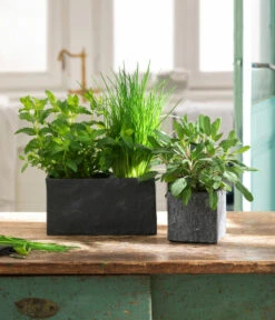 Dehner Zement-Jardiniere Slate, Rechteckig, Grau -Pflanzenbedarf Geschäft 5056221 3824307 3824299 WE MO 002 JardiniereSlateGrau