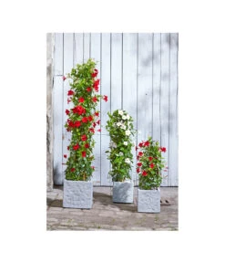 Dehner Leichtbeton-Topf Rock, Quadratisch, Grau -Pflanzenbedarf Geschäft 5157524 5157532 5157540 5157557 WE MO 002 DehnerLeichtbetonTopfRockPflanzkuebelBlumentopf