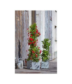 Dehner Leichtbeton-Topf Rock, Quadratisch, Grau -Pflanzenbedarf Geschäft 5157524 5157532 5157540 5157557 WE MO 003 DehnerLeichtbetonTopfRockPflanzkuebelBlumentopf