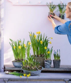 Narzissen 'Tête à Tête' In Birkentopf, Ca. Ø11 Cm -Pflanzenbedarf Geschäft 6019111 WE MO 001 ZinkschaleNarzissen