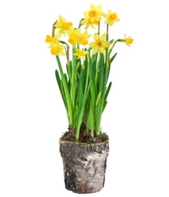 Narzissen 'Tête à Tête' In Birkentopf, Ca. Ø11 Cm -Pflanzenbedarf Geschäft 6019129 WE FS 001 BirkentopfNarzisseTeteaTete11cm