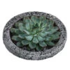 Echeverie - Echeveria In Beton-Schale, Ca. Ø20/H8 Cm -Pflanzenbedarf Geschäft 6115661 WE FS 002 EcheveriaO Wurz BetonBowl
