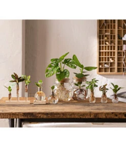 Waterplant Balsamapfel Im Kugelglas - Clusia Rosea 'Princess', Mit LED -Pflanzenbedarf Geschäft 6125066 WE MO 001 WaterPlants 1