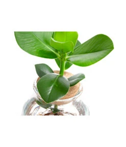 Waterplant Balsamapfel Im Kugelglas - Clusia Rosea 'Princess', Ca. 30 Cm -Pflanzenbedarf Geschäft 6125082 WE DE 001 WaterPlantsClusia12cm