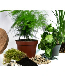 Flaschengarten DIY-Set Grüne Oase, 8-teilig, Ca. Ø26/H35 Cm -Pflanzenbedarf Geschäft 6171300 WE DE 001 FlaschengartenGross