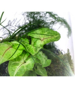 Flaschengarten DIY-Set Grüne Oase, 8-teilig, Ca. Ø26/H35 Cm -Pflanzenbedarf Geschäft 6171300 WE DE 002 FlaschengartenGross