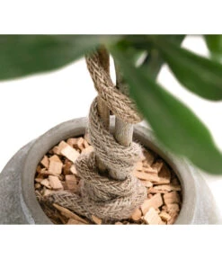 Olive, Stamm, In Keramik, Ca. Ø17/H90 Cm 11 Olive, Stamm, In Keramik, Ca. Ø17/H90 Cm -Pflanzenbedarf Geschäft 6267579 WE DE 002 OleaEurop Stamm90cmGrau