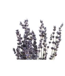 Trockenblumenbund Lavendel 7 Trockenblumenbund Lavendel -Pflanzenbedarf Geschäft 6491682 PR DE 001 LavendeltiefblauBund DehnerExpressHerzig